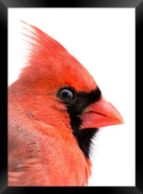 Cardinal Profile Framed Print by Jim Hughes