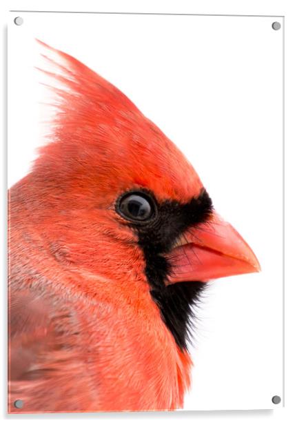 Cardinal Profile Acrylic by Jim Hughes