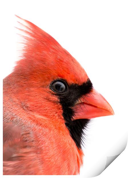 Cardinal Profile Print by Jim Hughes