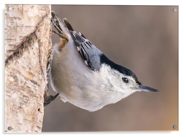 White-breasted Nuthatch Acrylic by Jim Hughes