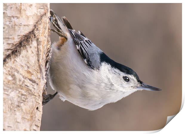 White-breasted Nuthatch Print by Jim Hughes