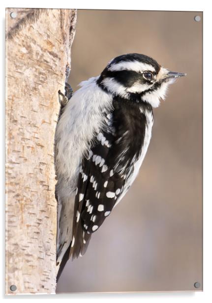 Downy Woodpecker Acrylic by Jim Hughes