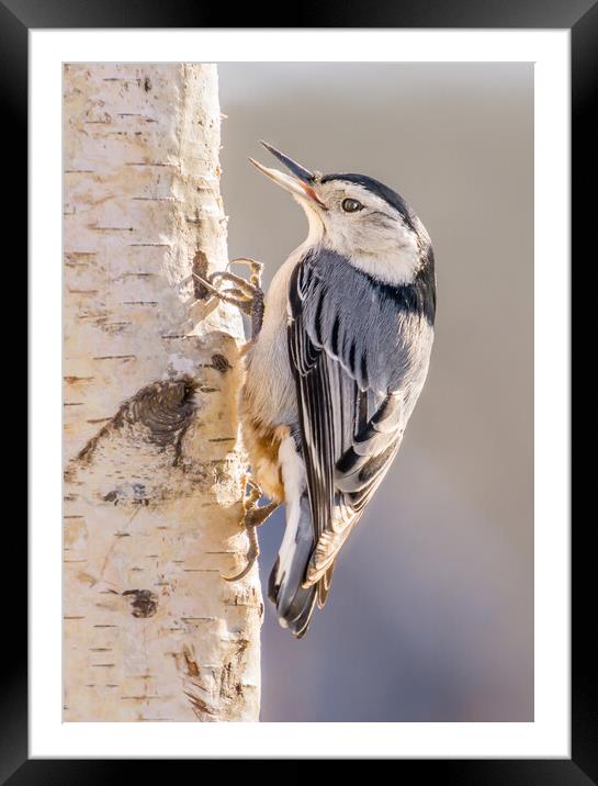 White-breasted Nuthatch Framed Mounted Print by Jim Hughes