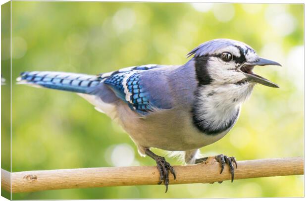 North American Blue Jay sounding off. Canvas Print by Jim Hughes