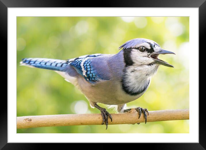 North American Blue Jay sounding off. Framed Mounted Print by Jim Hughes