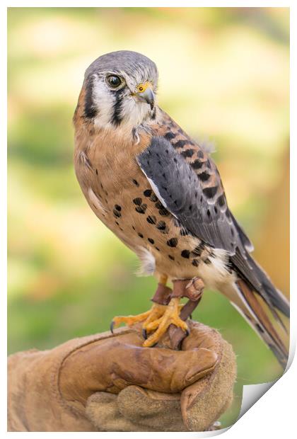 American Kestrel Print by Jim Hughes