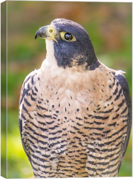 Peregrine Falcon Canvas Print by Jim Hughes