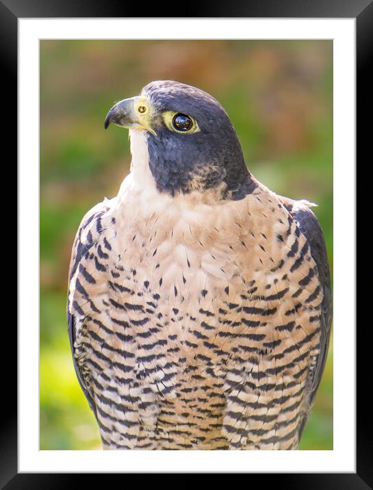 Peregrine Falcon Framed Mounted Print by Jim Hughes