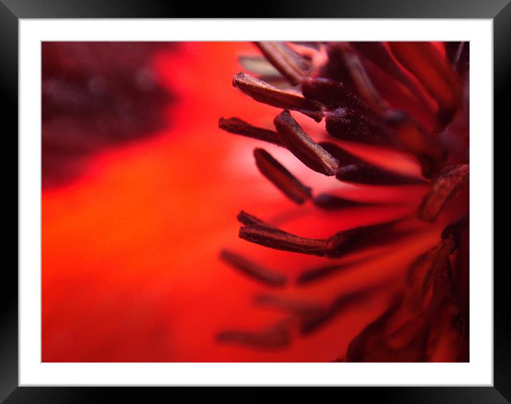 Red Poppy Framed Mounted Print by Sandi-Cockayne ADPS