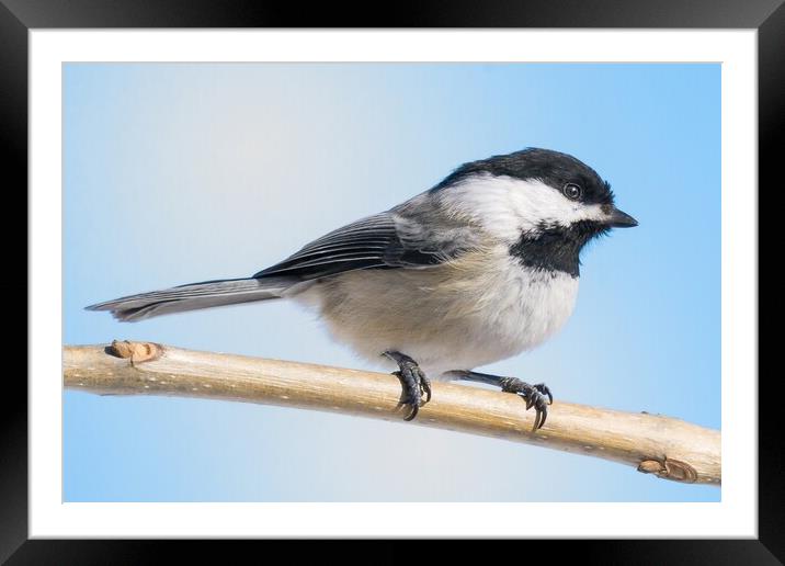 Black-Capped Chickadee Framed Mounted Print by Jim Hughes