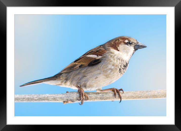 House Sparrow Framed Mounted Print by Jim Hughes