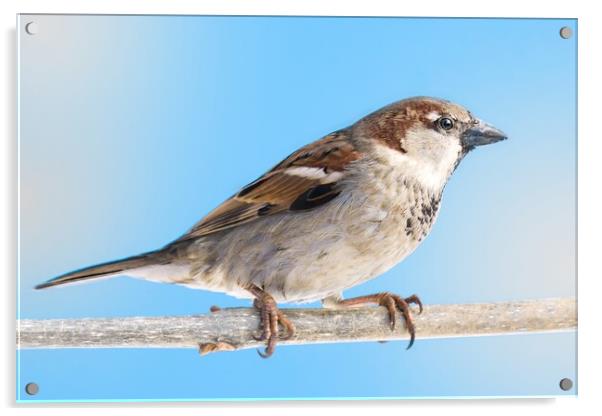House Sparrow Acrylic by Jim Hughes