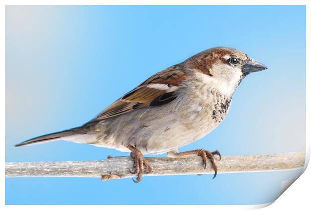 House Sparrow Print by Jim Hughes