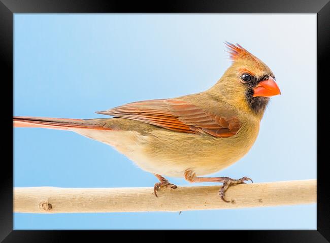 Female Cardinal Framed Print by Jim Hughes