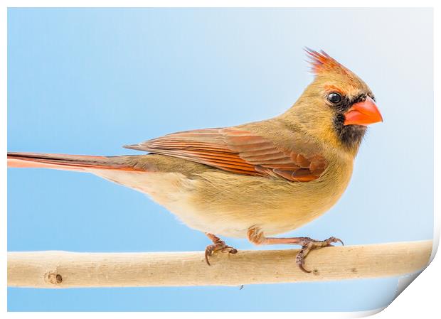 Female Cardinal Print by Jim Hughes