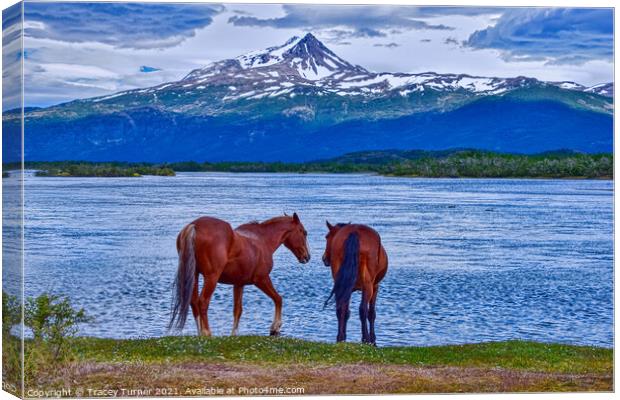 Horses in Patagonia, Chile Canvas Print by Tracey Turner