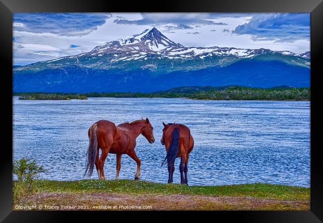 Horses in Patagonia, Chile Framed Print by Tracey Turner