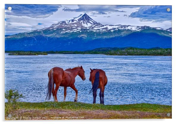 Horses in Patagonia, Chile Acrylic by Tracey Turner