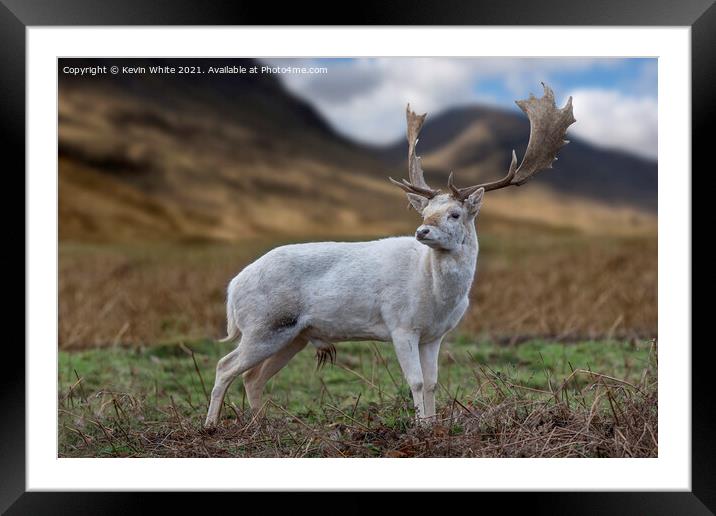 Scottish Highland young Buck Framed Mounted Print by Kevin White
