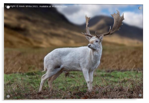 Scottish Highland young Buck Acrylic by Kevin White