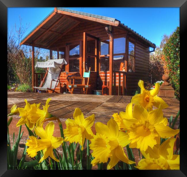 Daffodil Summerhouse Scotland Framed Print by OBT imaging