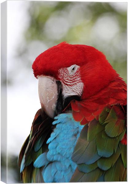 All Fluffed up - Scarlet Macaw Canvas Print by Chris Turner