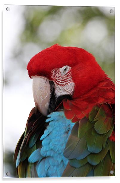 All Fluffed up - Scarlet Macaw Acrylic by Chris Turner