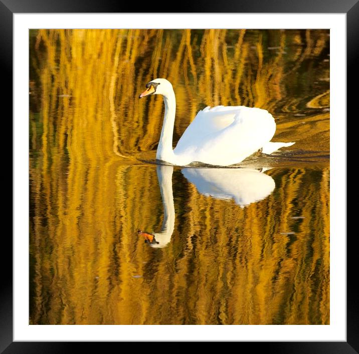 Swimming Swan Framed Mounted Print by David Thompson