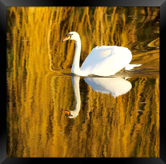 Swimming Swan Framed Print by David Thompson