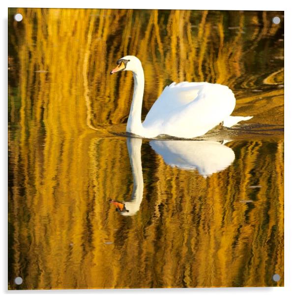 Swimming Swan Acrylic by David Thompson