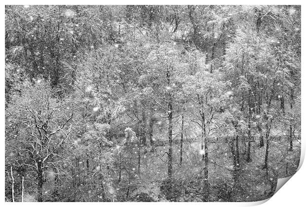 snow on trees in Knaresborough Print by mike morley