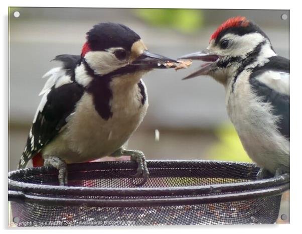 Great Spotted Woodpecker and youngster Acrylic by Sue Walker