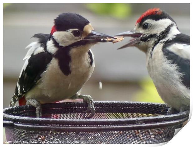 Great Spotted Woodpecker and youngster Print by Sue Walker