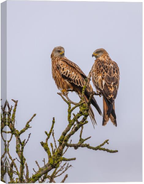 Red Kite Canvas Print by Dave Wood