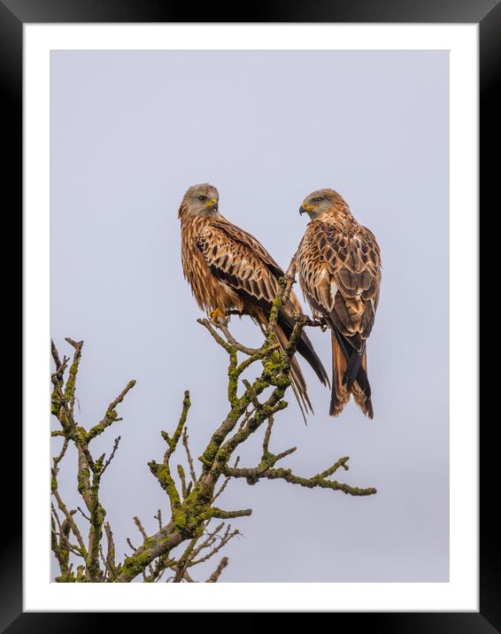 Red Kite Framed Mounted Print by Dave Wood