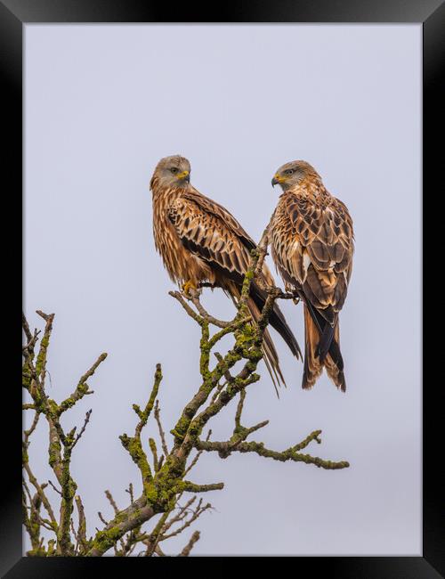 Red Kite Framed Print by Dave Wood