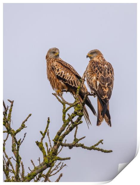 Red Kite Print by Dave Wood