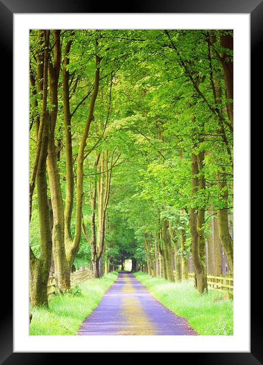 A Tree Lined Path. Framed Mounted Print by Jacqui Kilcoyne
