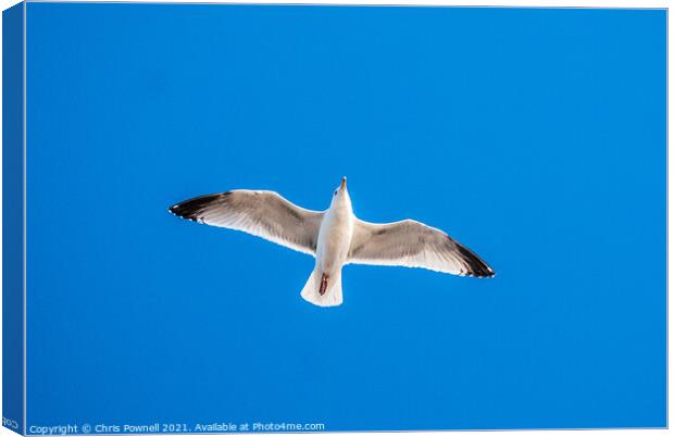 Seagull in flight Canvas Print by Chris Pownell