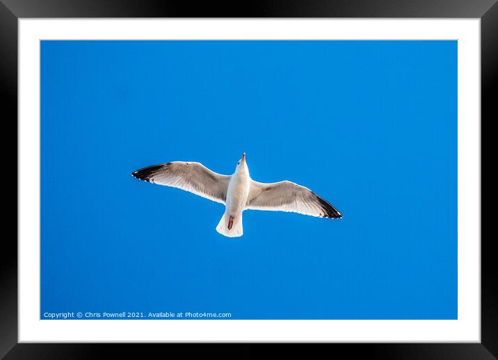Seagull in flight Framed Mounted Print by Chris Pownell