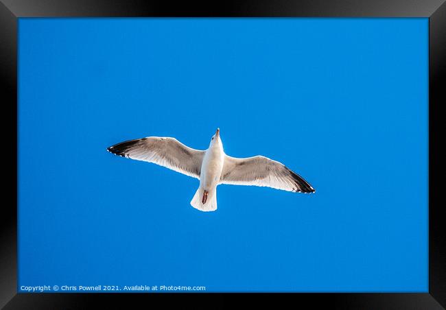 Seagull in flight Framed Print by Chris Pownell
