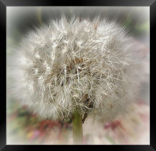 Dandy Dandelion Framed Print by Susie Hawkins