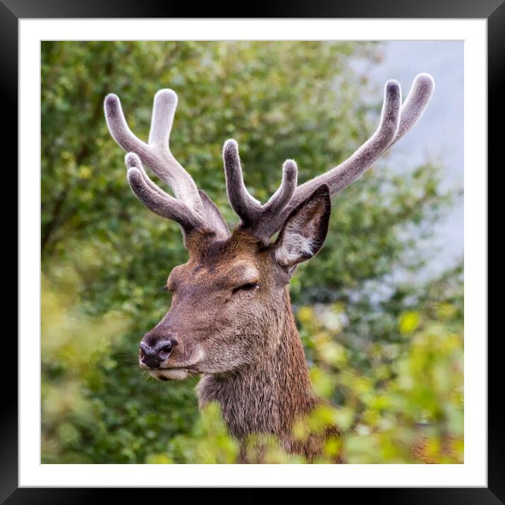 Red Deer Stag with Velvet Antlers Framed Mounted Print by Derek Beattie