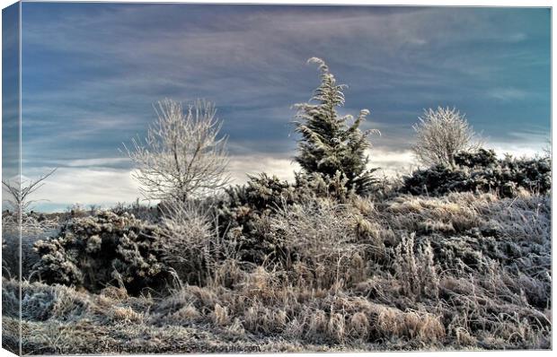 Winter hoar frost near Bingfield. Canvas Print by mick vardy