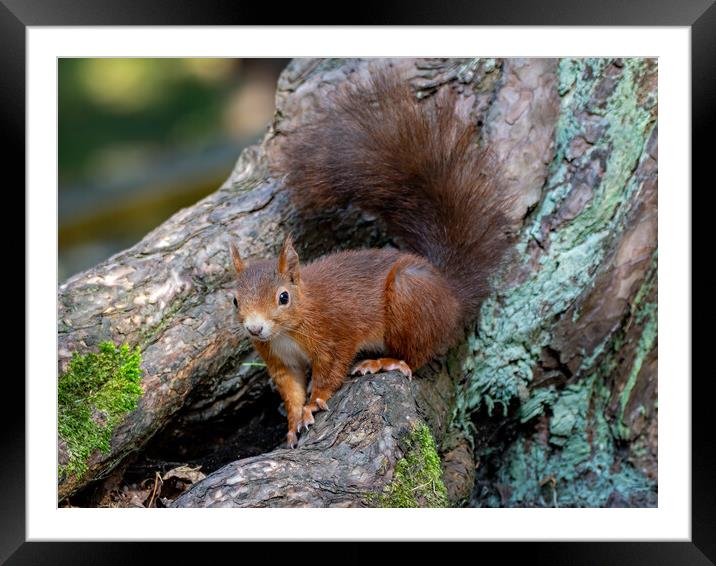 A red squirrel standing on a log Framed Mounted Print by Vicky Outen