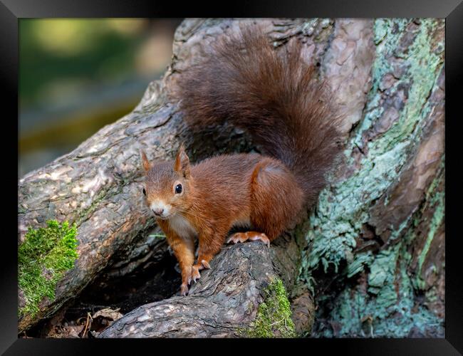 A red squirrel standing on a log Framed Print by Vicky Outen