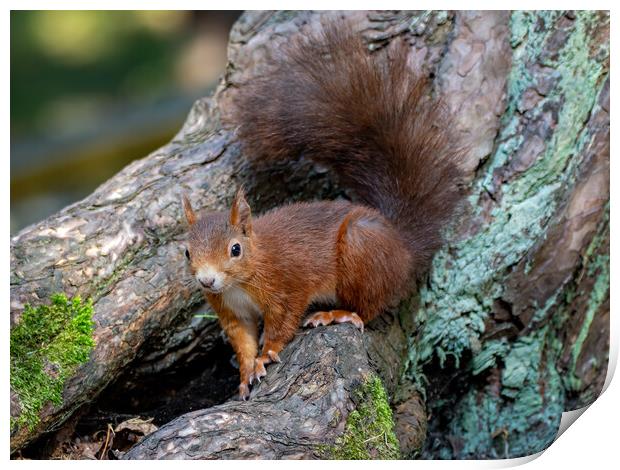 A red squirrel standing on a log Print by Vicky Outen