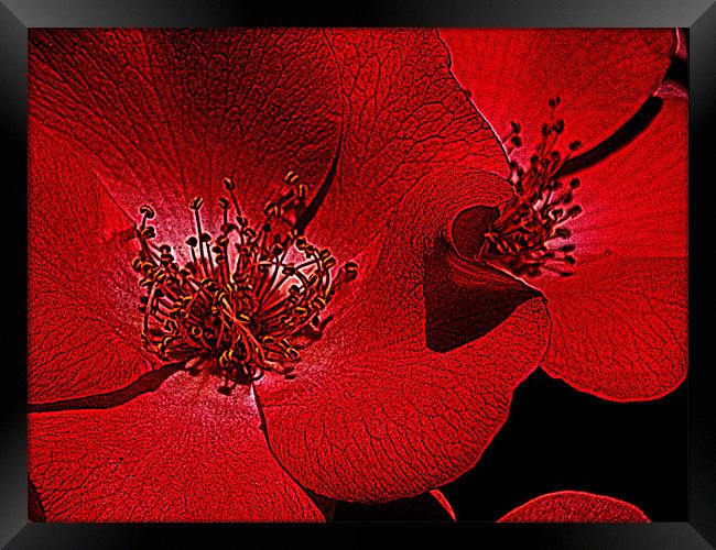 Red flower macro Framed Print by Patti Barrett