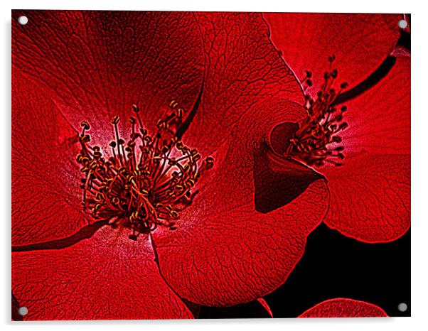 Red flower macro Acrylic by Patti Barrett