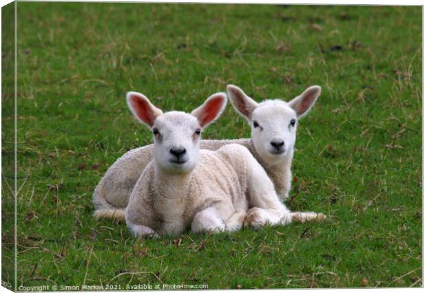 A pair of spring Lambs in a field Canvas Print by Simon Marlow
